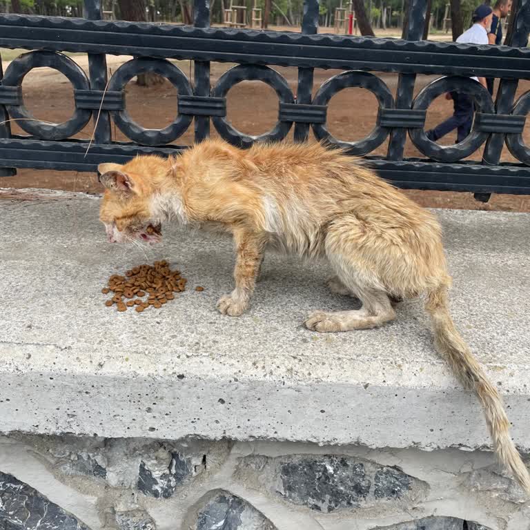 Bakırköy Belediyesi Barınaklar Ölüm Kampımı