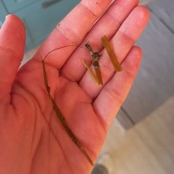 Superfresh Ispanak İçinden Otlar Çıktı