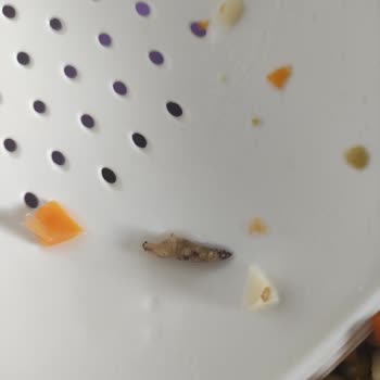 Tamek Garnitür İçinden Böcek Çıktı