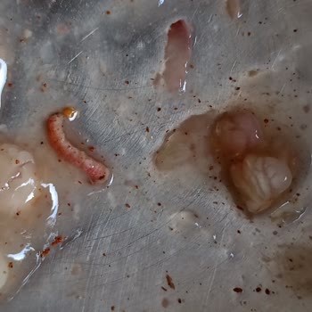Dr. Oetker Aşure Kurt Çıktı
