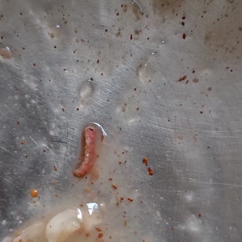 Dr. Oetker Aşure Kurt Çıktı