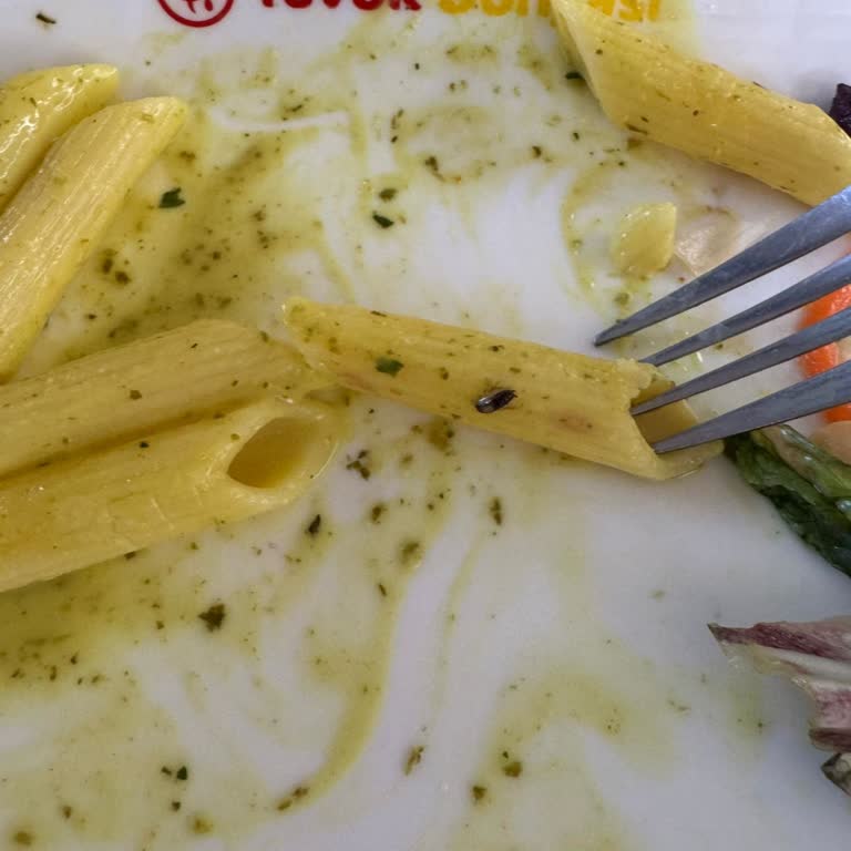 Tavuk Dünyası Ölmüş Böcek Sorunu