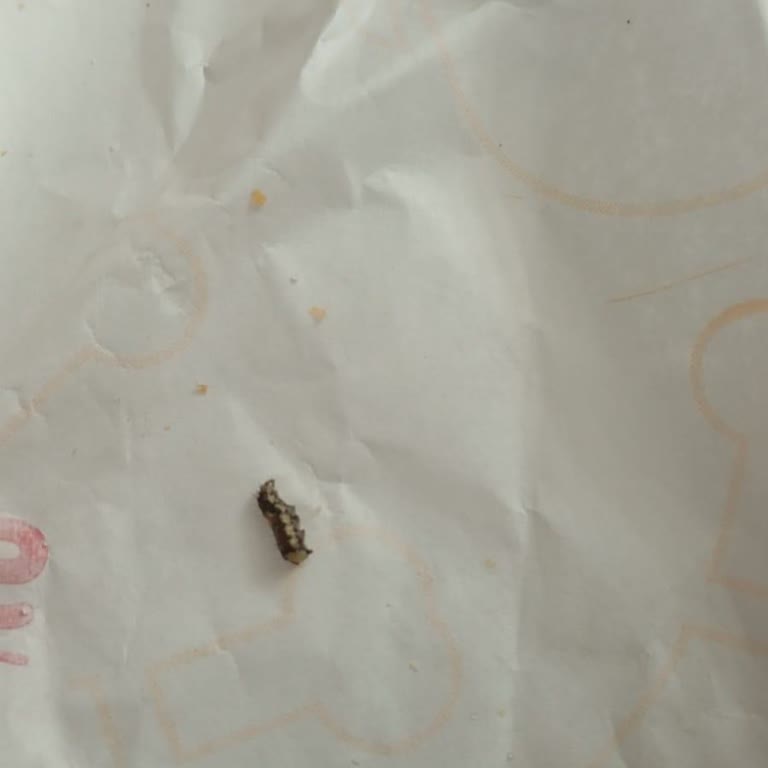 Paşa Döner Dönerin İçinden Kurt Çıktı: Sağlık Tehlikesi!