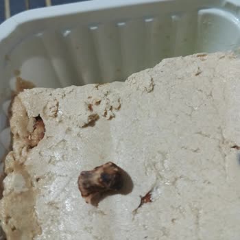 Taşkale Helva İçinde Sert Yabancı Madde.