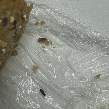 Focaccia Zorlu1 Şubesi Sandviçimden Böcek Çıktı