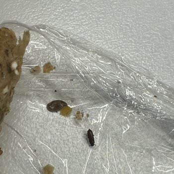 Focaccia Zorlu1 Şubesi Sandviçimden Böcek Çıktı