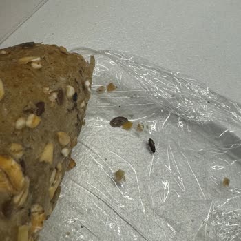 Focaccia Zorlu1 Şubesi Sandviçimden Böcek Çıktı