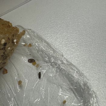 Focaccia Zorlu1 Şubesi Sandviçimden Böcek Çıktı