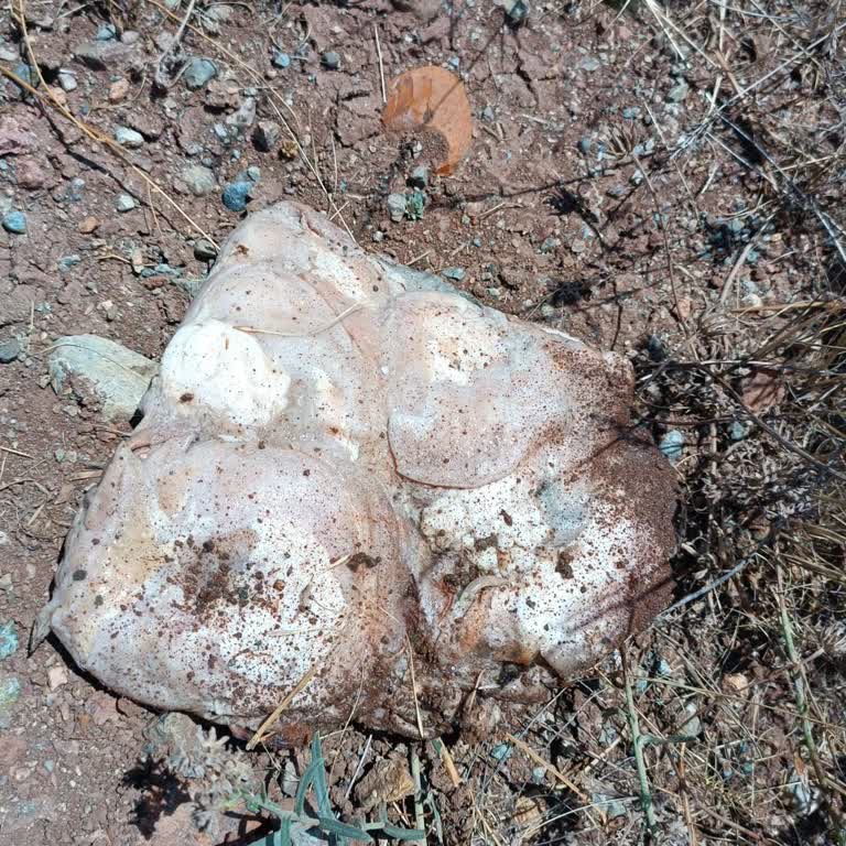 Hasan Usta 1974ten Instagram'dan Kokoreç Siparişi Hayal Kırıklığı Yarattı