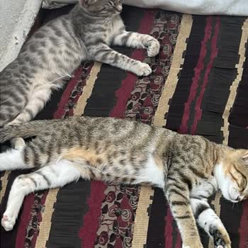 Voge Türkiye Voge 125 R Motosiklet Parça Temin Sorunu