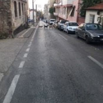 Osmangazi Belediyesi Maksem Mahallesinde Başıboş Köpekler