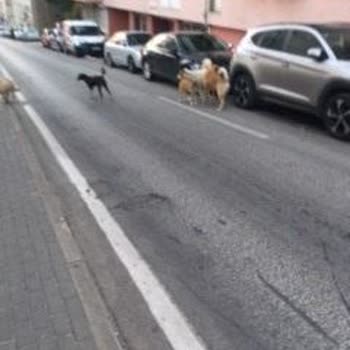 Osmangazi Belediyesi Maksem Mahallesinde Başıboş Köpekler