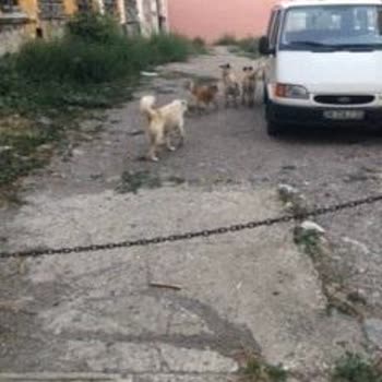 Osmangazi Belediyesi Maksem Mahallesinde Başıboş Köpekler