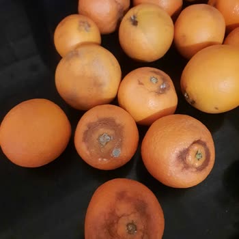 Migros'tan Küflü Gelen Portakallar Hakkında