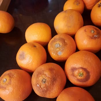 Migros'tan Küflü Gelen Portakallar Hakkında