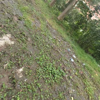 Trabzon Büyükşehir Belediyesi Bakımı Yapılmayan Yol Kenarları