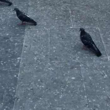 Sağlık Bakanlığı Bağcılar Meydandaki Çevre Kirliliğine Sebep Olan Güvercinler