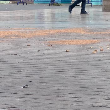 Sağlık Bakanlığı Bağcılar Meydandaki Çevre Kirliliğine Sebep Olan Güvercinler