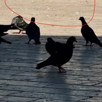 Sağlık Bakanlığı Bağcılar Meydandaki Çevre Kirliliğine Sebep Olan Güvercinler