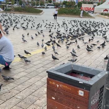 Sağlık Bakanlığı Bağcılar Meydandaki Çevre Kirliliğine Sebep Olan Güvercinler