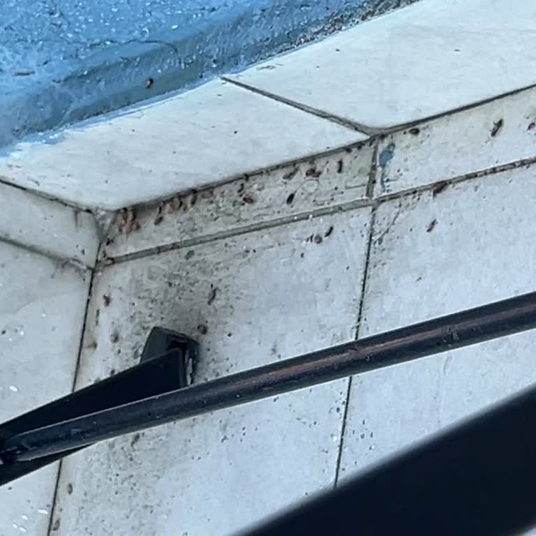 Nazar Böcek İlaçlama (Esenler) Başarısız İşlemler