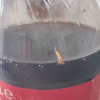 Şok Marketler Crown Kola İçinden Kurt Çıktı: Şok Edici Bir Durum