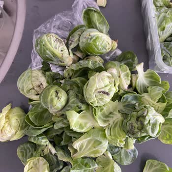 Carrefour Marketten Aldığımız Sebzeler Böcekli Ve Kurtlu Çıktı