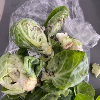 Carrefour Marketten Aldığımız Sebzeler Böcekli Ve Kurtlu Çıktı