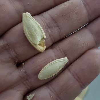 Çerezya Kabak Çekirdekleri Aşırı Kalitesiz Çıktı