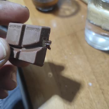 Ülker Bütün Antep Fıstıklı Kurtlanmış