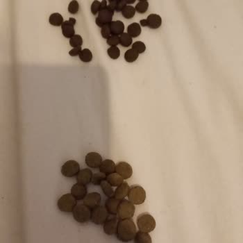 Farmina N&D Grain Free Comida para Gatos Esterilizados de Baja Calidad