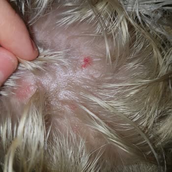 Palette 10.1 Rubio Cenizo Me Causó Ampollas y Lesiones