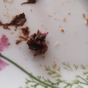 Problemas de Control de Calidad en Producto Ferrero, Sabor y Contaminantes Externos