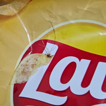 Objeto extraño en mis papas Lay's favoritas