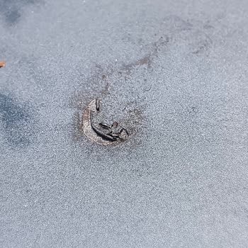 Fiat Sıfır 2023 Egea Cross Tavan Boyası Kusuru: Mağduriyetimin Giderilmesi