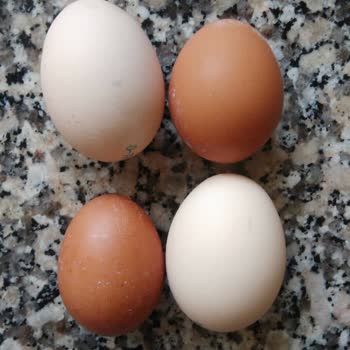 Berk Süt Mamülleri Yumurta Boyutları Ve Fiyat Farklılıkları Hakkında Hayal Kırıklığı