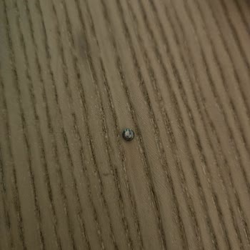 Rolling Pops - Ürün İçerisindeki Yabancı Madde