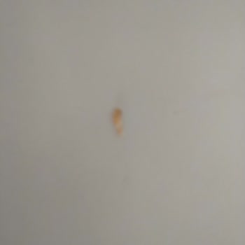 BİM Tost Ekmeğinden Çıkan Sert Plastik Parçası