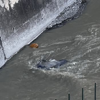 Yenimahalle Belediyesi Kanaldaki Köpek Cesetleri