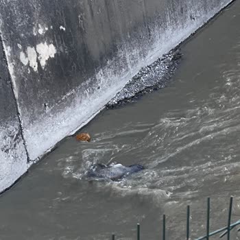 Yenimahalle Belediyesi Kanaldaki Köpek Cesetleri
