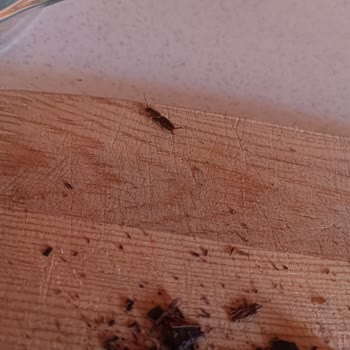 Ülker%60 Bitter Çikolata Böcek