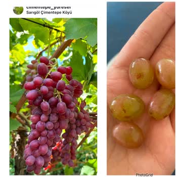 Çimentepe Yöresel Üzüm Instagram Satış Sayfasından Memnun Kalmadık
