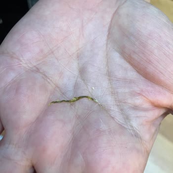 Focaccia Carousel Dereotlu Poğaça Da Kıl Çıktı