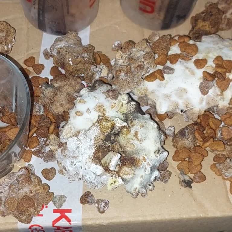 idefix Küflü Kedi Maması