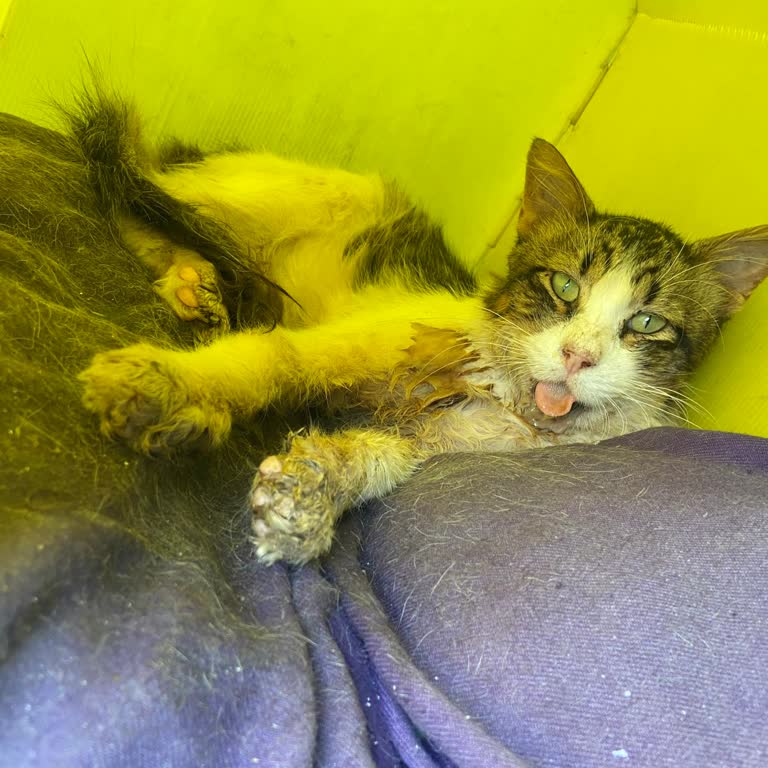 Ümraniye Belediyesi Ümraniye Belediye Veterinerliği Yaralı Hayvanların Tedavisini Yapmıyor