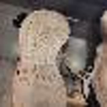 In Street Alınan Adidas Spor Ayakkabı.