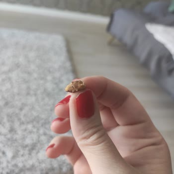 BİM Kuruyemişleri Çok Kötü Ve Yanık Bademler Yenmiyor