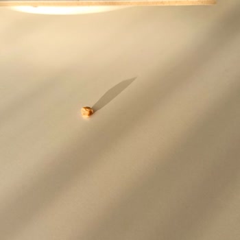 Kiper Pastanesi Pastadan Tas Çıktı