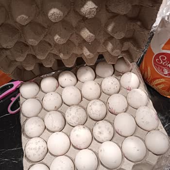 Küflü Yumurta Şoku: Carrefour'dan Aldığım Ürün Hayal Kırıklığı Yarattı