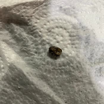 Tat Gıda Tat Marka Garnitürden Garip Bir Cisim Çıktı